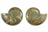 Cut & Polished Ammonite Fossil - Madagascar #377532-1